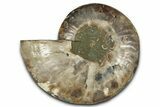 Cut & Polished Ammonite Fossil (Half) - Madagascar #359557-1